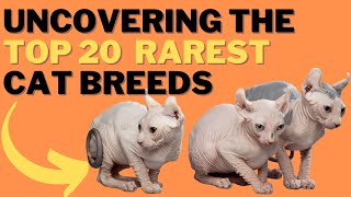20 of the Most Uncommon and Rare Cat Breeds You Need to See!
