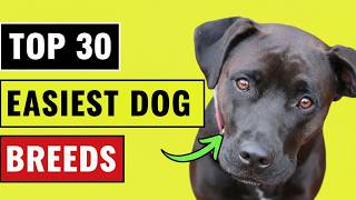 The 30 BEST Dog Breeds for First-Time Owners (From Easy to ABSOLUTELY Effortless!)