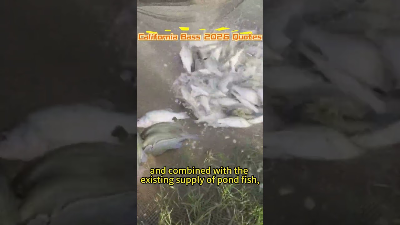 Котировки калифорнийского окуня 2026 года 