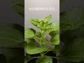 Sun flower from seed timelape #shorts
