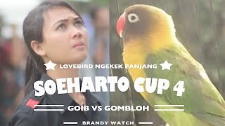 BRANDY WATCH : Suara Lovebird GOIB VS GOMBLOH Curi Perhatian Kicaumania Di SOEHARTO CUP 2017