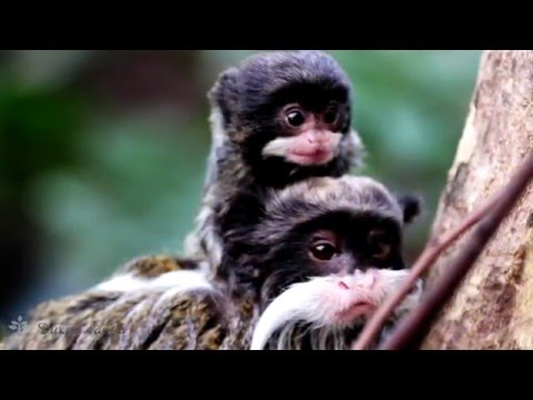 Тамарин императорский/Tamarin Emperor