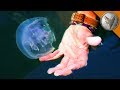 Jellyfish Challenge!