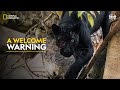 A Welcome Warning The Real Black Panther ह न द Full Episode S1 E1 Nat Geo Wild