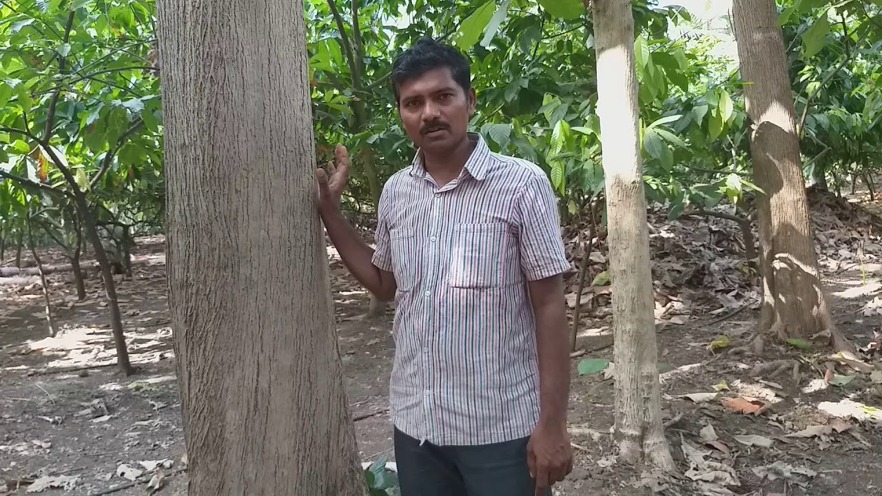 How To Grow Teak Wood Trees YouTube how-to-grow-teak-wood-trees-youtube