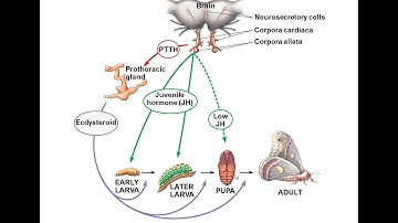 Chapter 45 Hormones and the Endocrine System