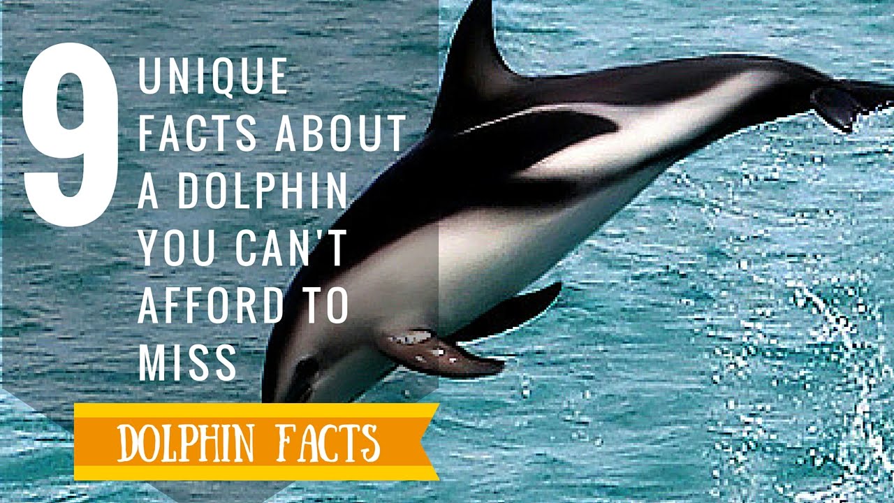 9 Dolphin Facts | Facts about Dolphins | Interesting Facts ...
