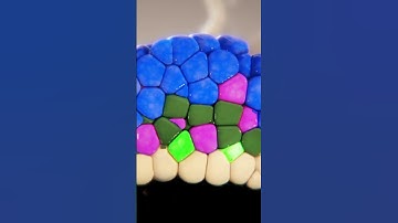 Embryonic Development of the Islets of Langerhans | #science #medical  #scientificanimation