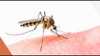 Borne Anti-Moustique Connectée Qista Le Jardin De Marc Pub 15S