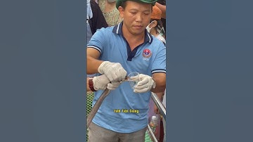 Cận cảnh quy trình lấy Nọc Rắn hổ Mang ở trại rắn Đồng Tâm Tỉnh Tiền Giang #tiengiang #ranhomang
