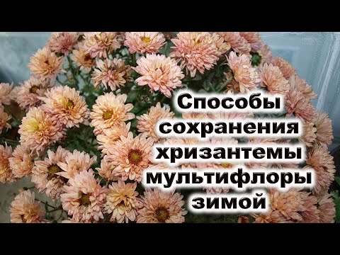 Видео: Халуунаас болж яаж үхэхгүй байх вэ