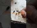 National Mehta Amplifier supply fault