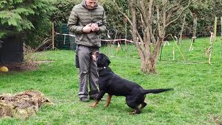 Rottweiler Hündin Orca spielt