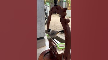 Si beti di tuker sama pikat kutilang cengkram #shorts #bolang #kicaumania #pikatkutilang #ngebolang