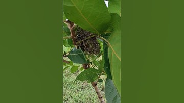 #shortsfeed A nest of sparrow on the tree