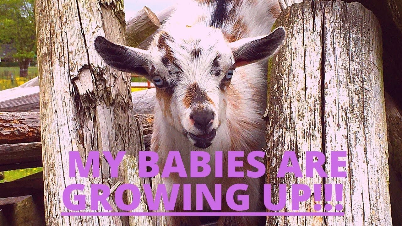 Getting Ready To WEAN OUR BABY GOATS Finishing Up WEANING PEN And getting-ready-to-wean-our-baby-goats-finishing-up-weaning-pen-and