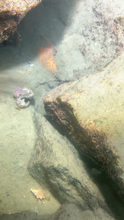 The crab found my bait.😝#diving #fishing #fish #undersea #nature #sea #crab #eel