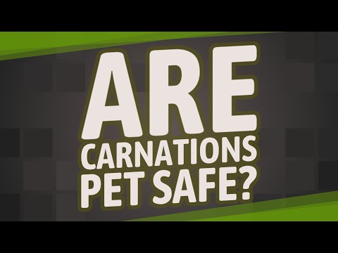 Are carnations pet safe?