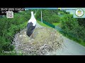 UA Прямий ефір White Stork Live Трансляція з гнізда лелек в Національному парку Пирятинський Bird UA Прямий ефір White Stork Live Трансляція з гнізда лелек в Національному парку Пирятинський Bird