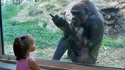 Les bébés drôles au zoo - Les enfants au zoo Nouvelle compilation