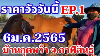 ราคาวัววันนี้ 6ม.ค.2565 วัวบราห์มัน ชาร์โรเล่ส์ วัวไทย ที่ตลาดวัวบ้านกุดหว้า อำเภอกุฉินารายณ์ Ep.1