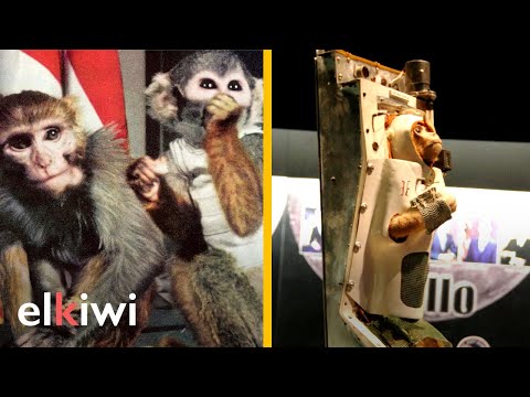 Estos monos vivieron un infierno luego de volver del espacio