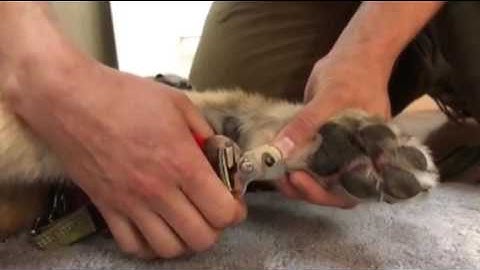 AVMA Required Tasks - Marc Carstensen (e3104155)