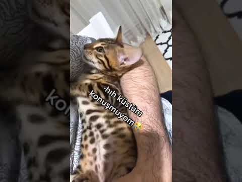 Kusen Kedi Mp4 3gp Flv Mp3 Video Indir Kusen Kedi Mp4 3gp Flv Mp3 Video Indir
