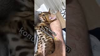 Sahibine Küsen Kedi Mamayı Duyunca Barıştı
