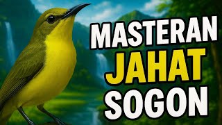 Download Lagu MASTERAN SOGON GACOR BUAT SOGON LAIN TERPANCING EMOSI MP3