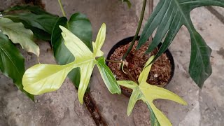 Philodendron Florida Beauty. Why I Didnt Get One Until Now