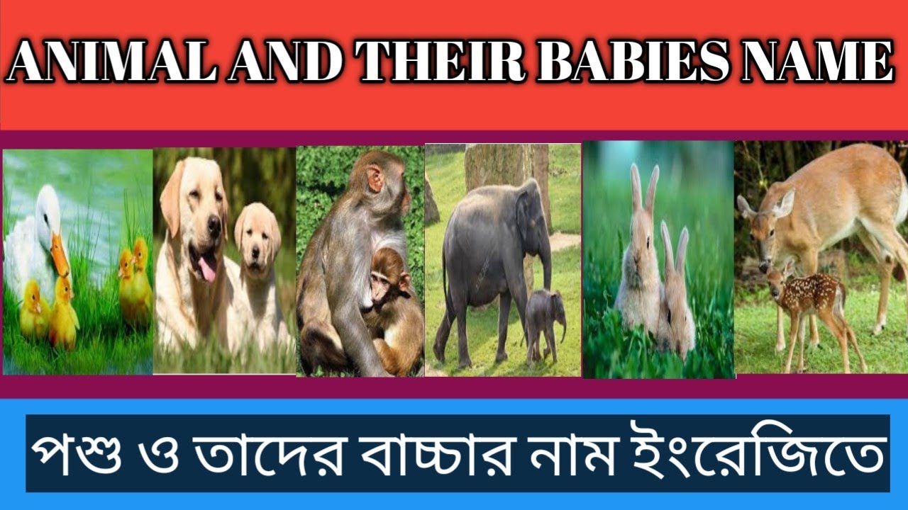 Learn Animals and their babies nameanimal with baby names[বিভিন্ন পশু