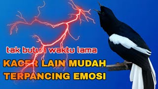 CARA MUDAH MEMANCING EMOSI KACER 💯 TAK BUTUH WAKTU LAMA 💥 KACER LANGSUNG ON