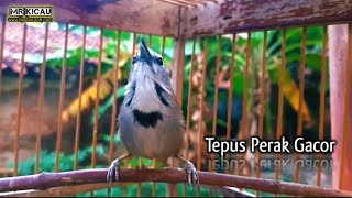 Tepus Pipi Perak Buat Pikat \u0026 Masteran