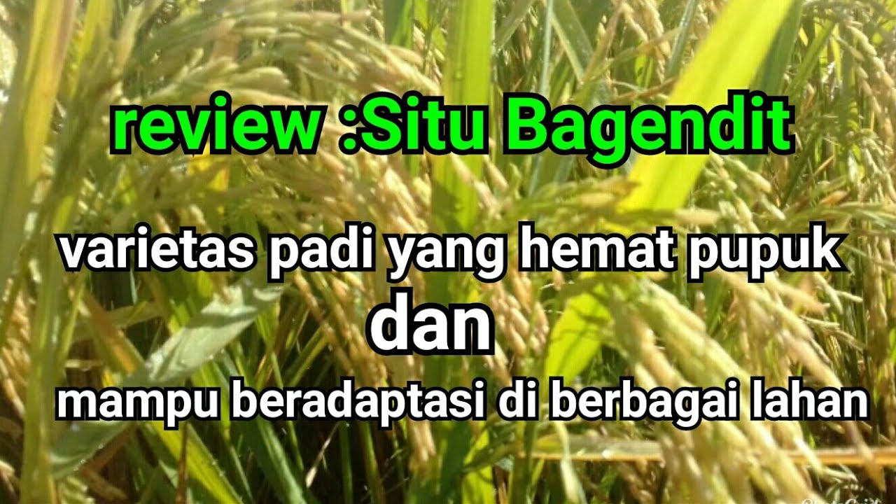 review : situ bagendit (varietas padi unggul yang irit pupuk dan adaptif di semua lahan