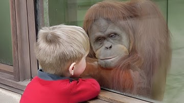 The Toddler Saw An Orangutan Inside The Glass What He Did Next No One Can Think Of