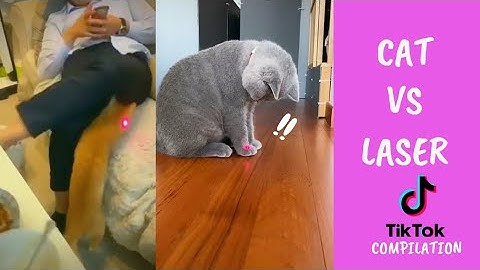 Cat vs laser pointer compilation. Random funny cats