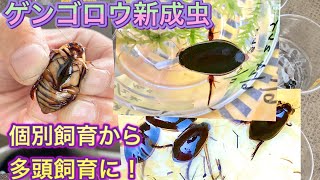 ［我が家の昆虫日記］ゲンゴロウ新成虫　個別飼育から多頭飼育にします。