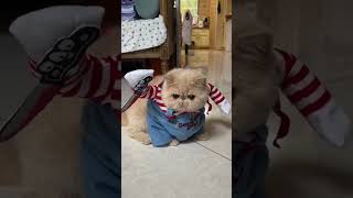 Смешные коты из Tик Ток / Funny cats from Tik Tok #смешныекоты