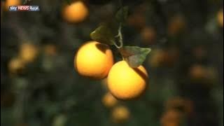 في سابقة نادرة.. قطاع غزة يستورد البرتقال