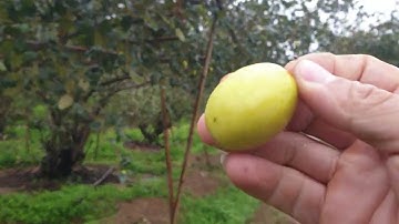 Táo Quê Em Chặt Cành, Hết Vụ I Nui Doi Luc Ngan 98