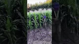 Corn pesticide spraying technology sharing