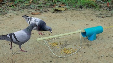 Unique Bird Trap - Easy Simple Bird Trap Using Bamboo & PVC Pipe
