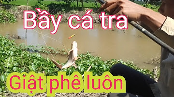 Câu cá rô đồng điểm mới | Gặp bầy cá tra giật phê luôn | T300