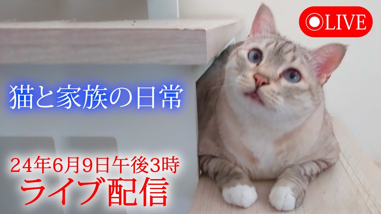 猫と家族の日常ライブ24.6.9 生配信