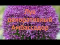 Лук декоративный Амбассадор 🌿 обзор: как сажать, саженцы лука Амбассадор