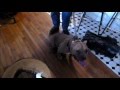Cat Aggressive Pit Bull - DOG INTERVENTION Dog Whisperer/Interventionist BIG CHUCK MCBRIDE Cat Aggressive Pit Bull - DOG INTERVENTION Dog Whisperer/Interventionist BIG CHUCK MCBRIDE