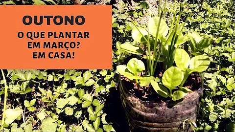 O que plantar no outono?