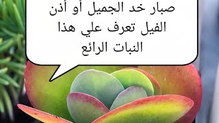 صبار خد الجميل أو أذن الفيل من احمل العصريات تعلم طريقه العنايه والإكثار ??