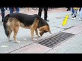 Un perro iba todos los días y observaba el alcantarillado. Al abrirlo ¡LA GENTE SE SORPRENDIÓ!